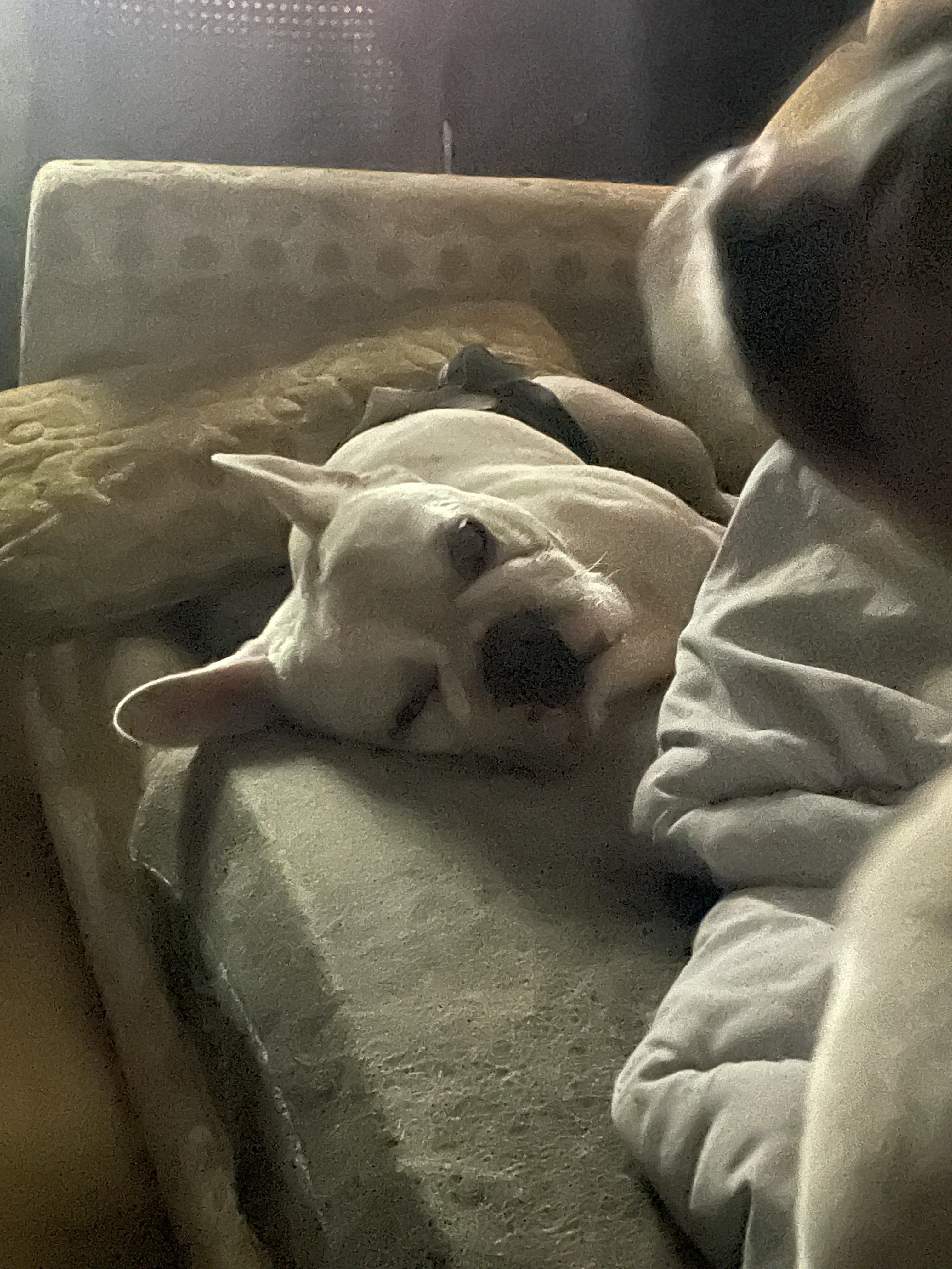 Enlarge Pierre, an adopted French Bulldog in AMARILLO, TX image 3/5