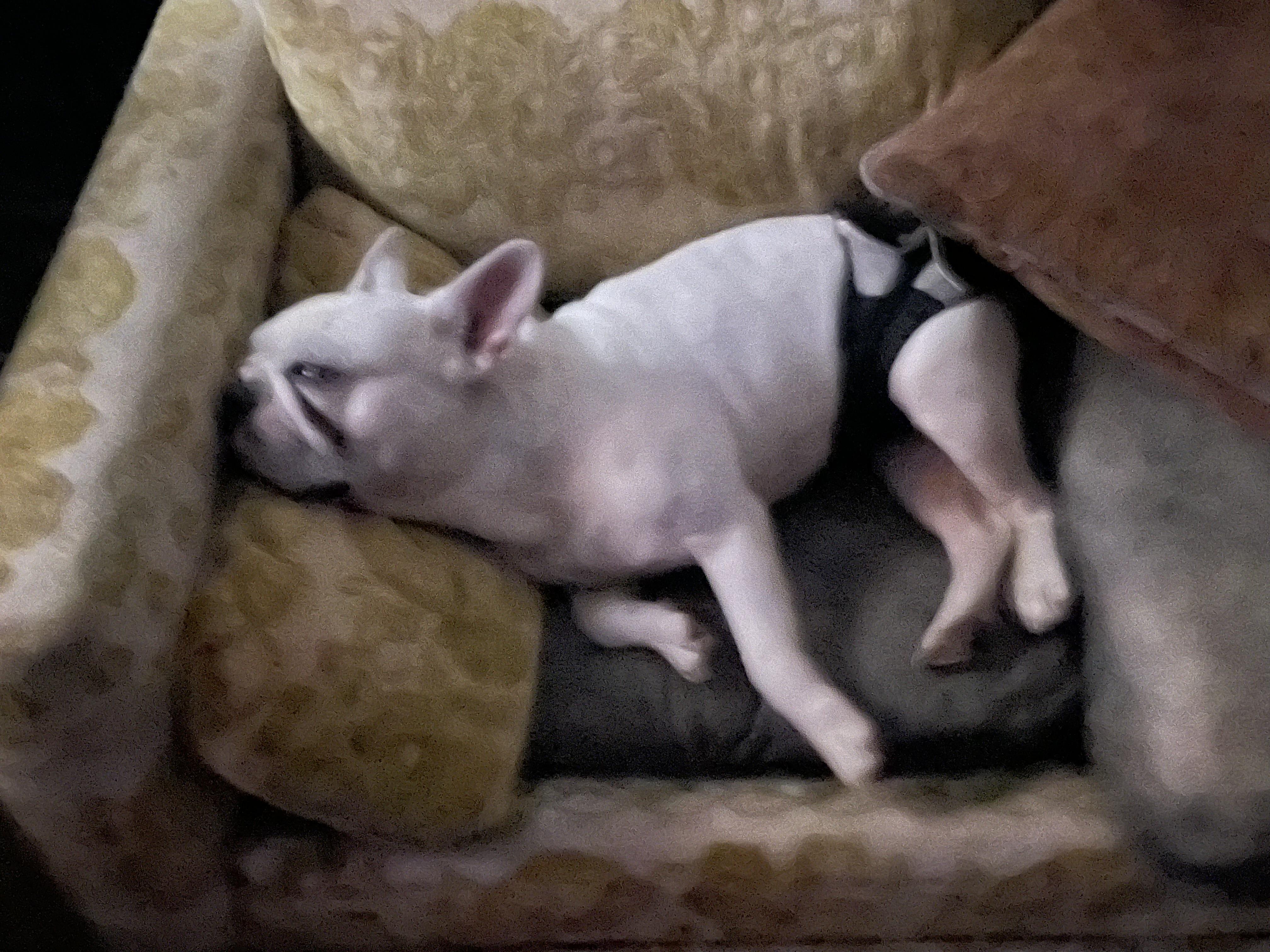 Enlarge Pierre, an adopted French Bulldog in AMARILLO, TX image 4/5