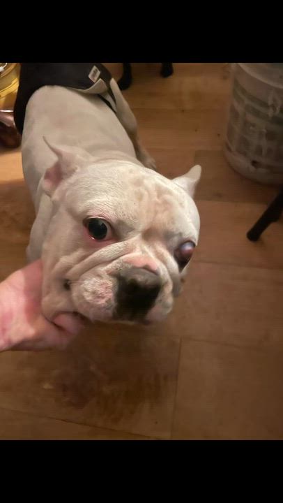 Enlarge Pierre, an adopted French Bulldog in AMARILLO, TX video 5/5