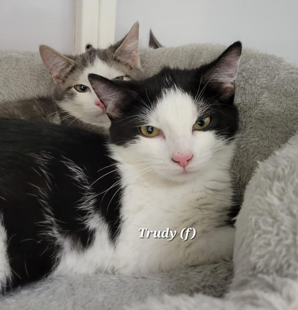 Enlarge Trudy, a Adoptable Domestic Short Hair in Mazon, IL image 1/1
