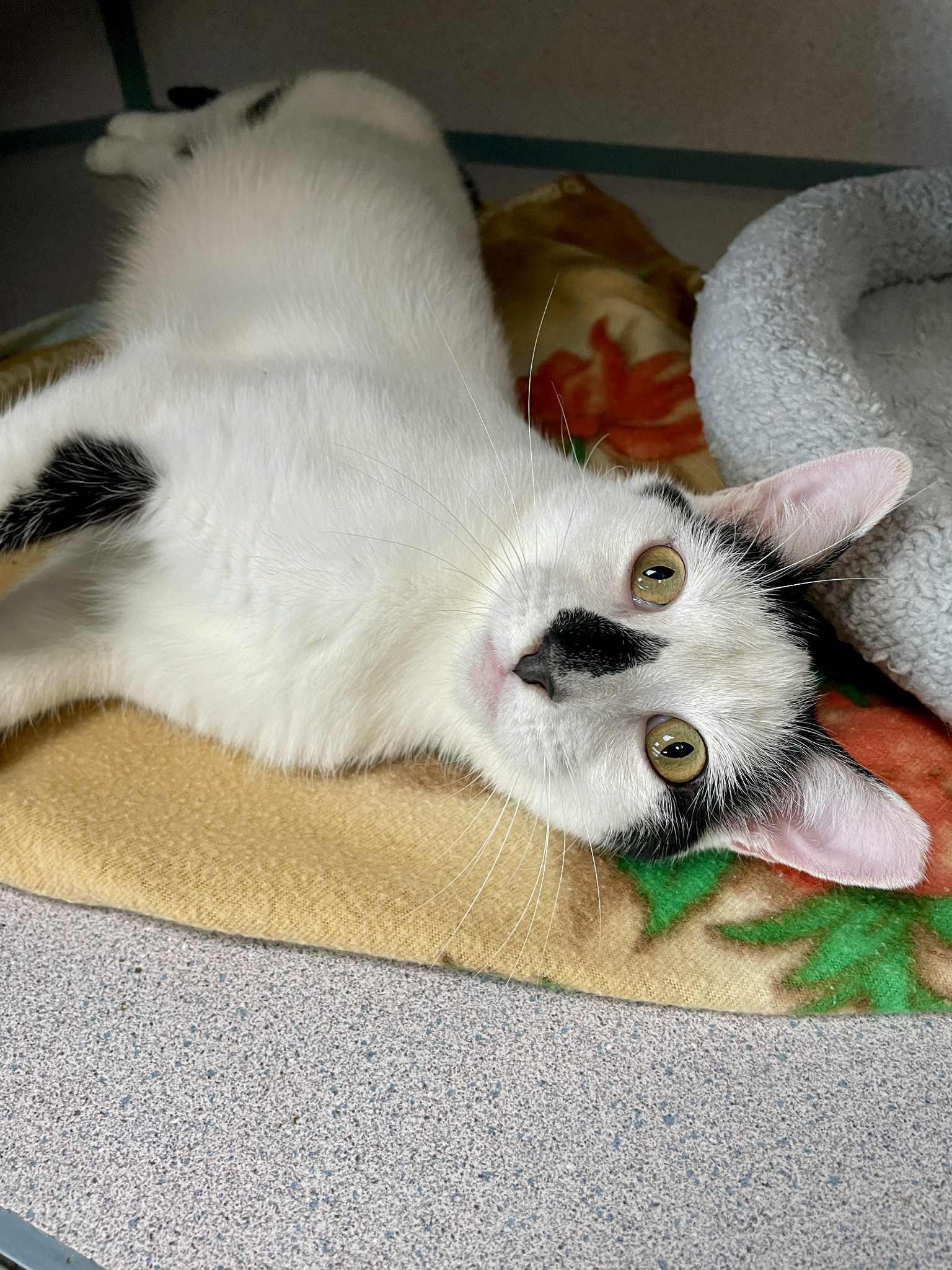 Peeta
