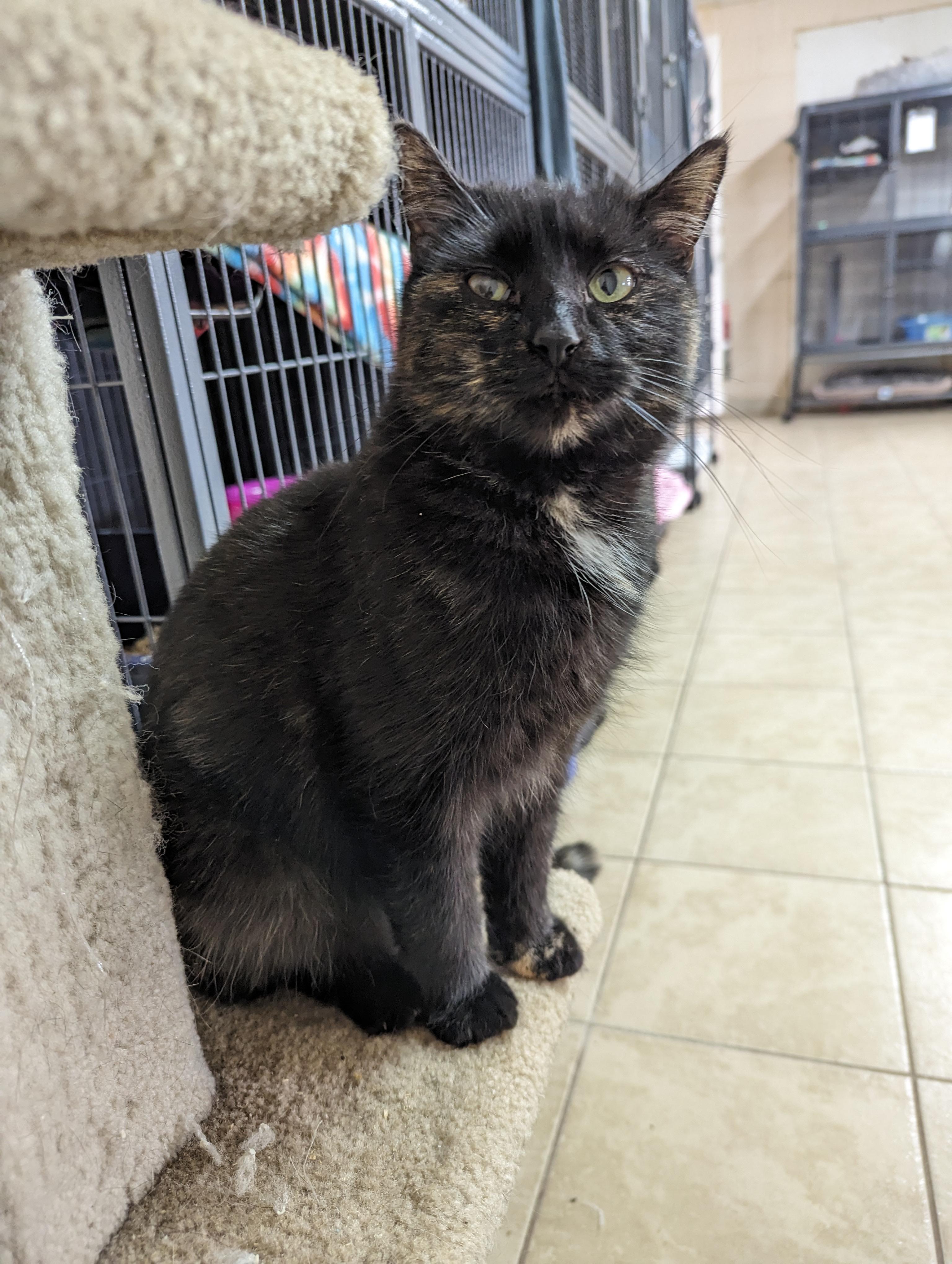 Willa, a Adoptable mixed breed in New Windsor, NY image 4/5