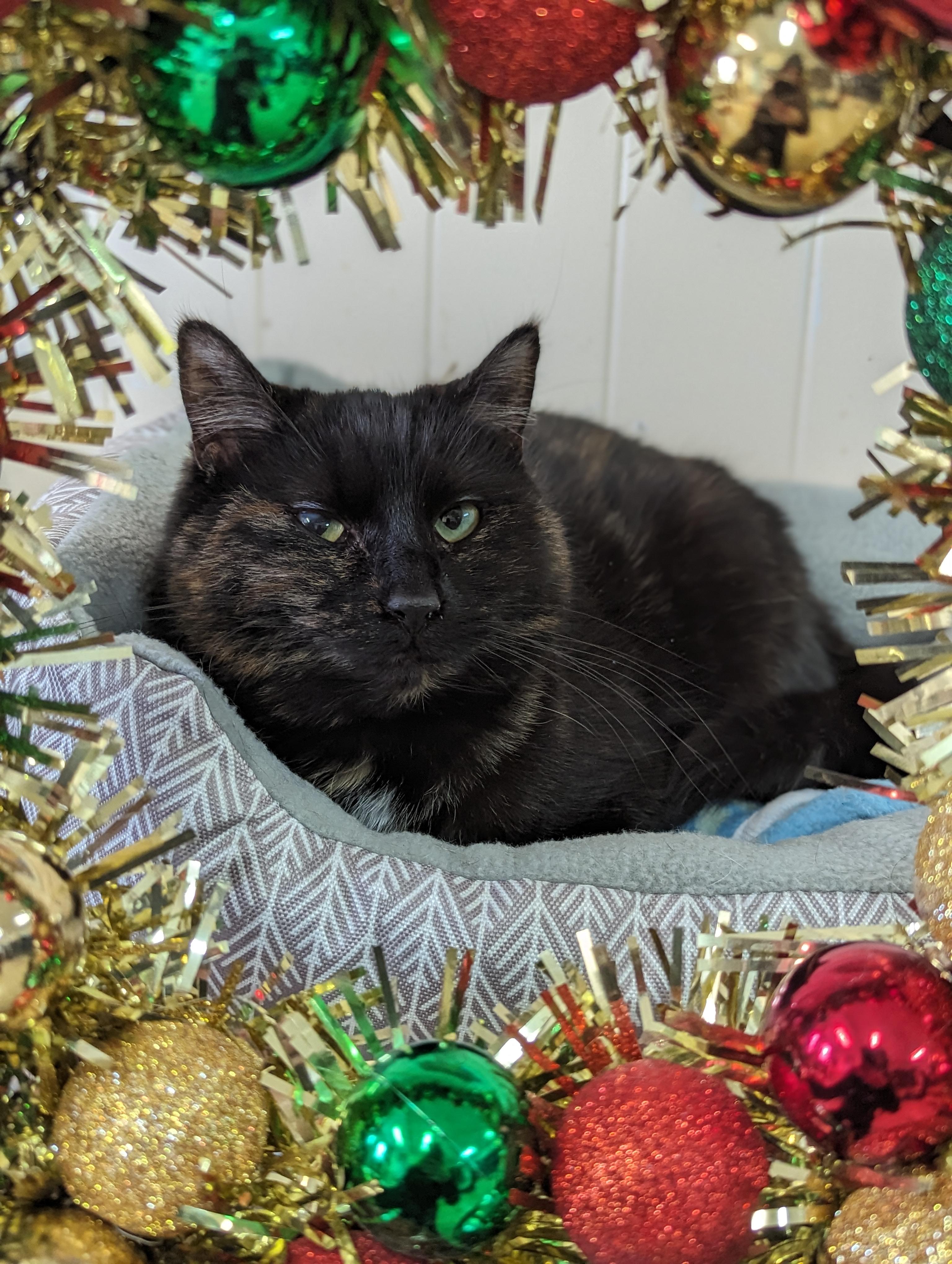 Willa, a Adoptable mixed breed in New Windsor, NY image 1/5