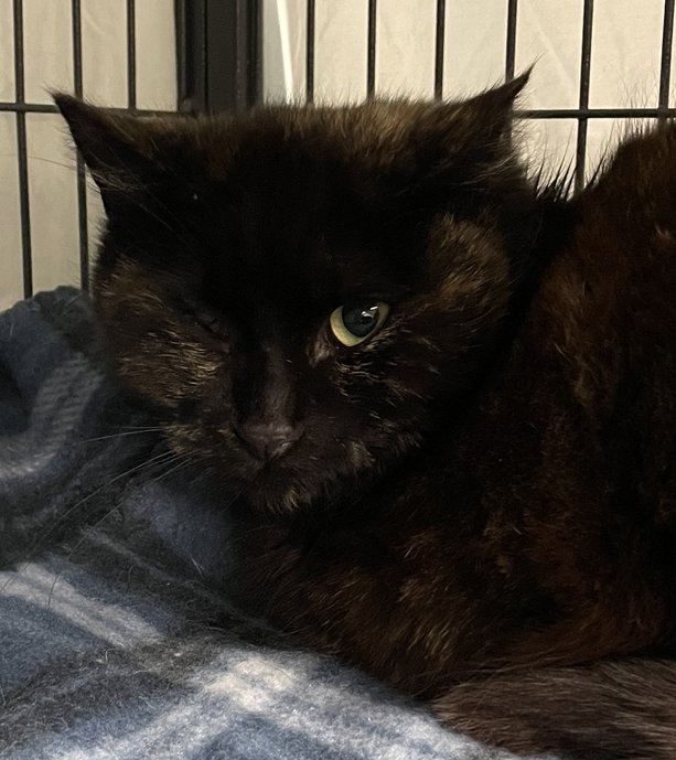 Willa, a Adoptable mixed breed in New Windsor, NY image 3/5