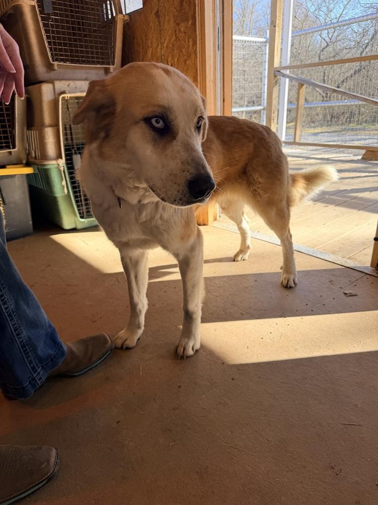 Enlarge Stella of Wortham, a Adoptable mixed breed in Denver, CO image 1/6