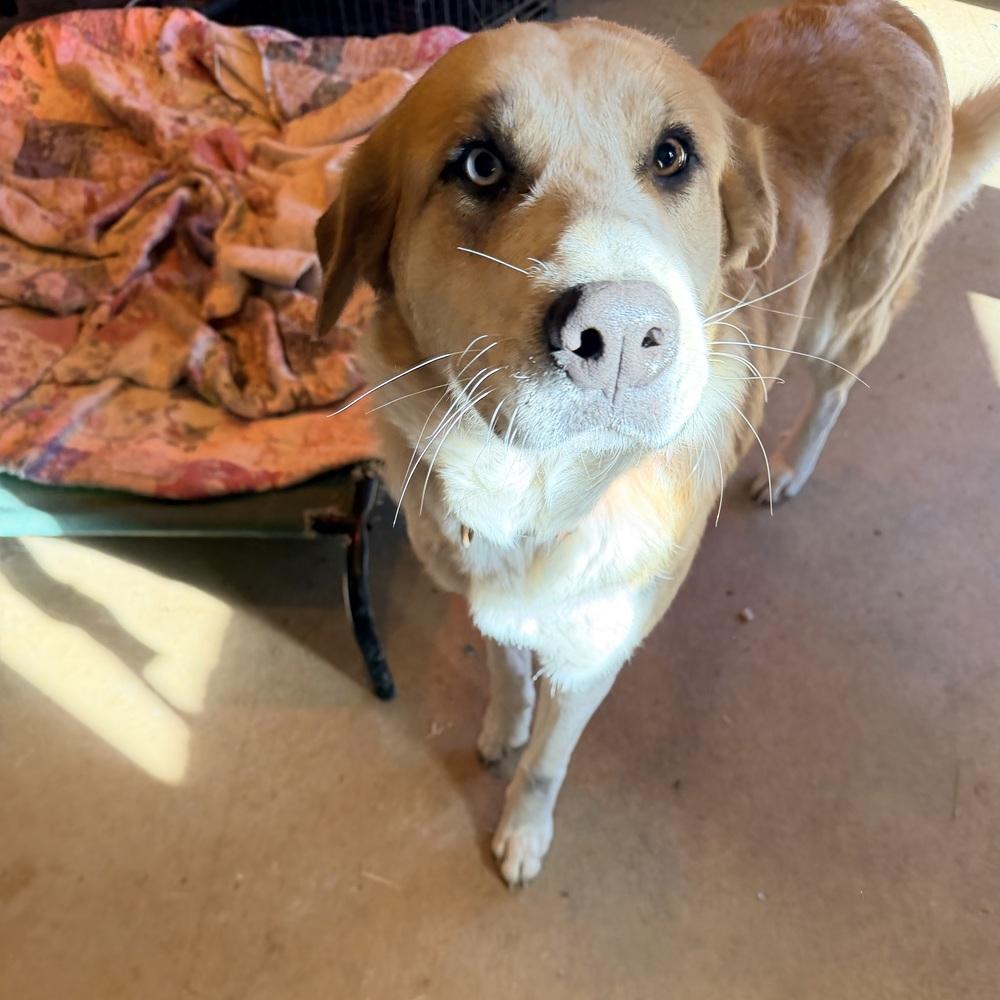 Enlarge Stella of Wortham, a Adoptable mixed breed in Denver, CO image 2/6