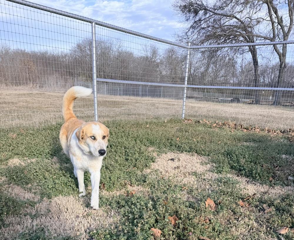 Enlarge Stella of Wortham, a Adoptable mixed breed in Denver, CO image 3/6