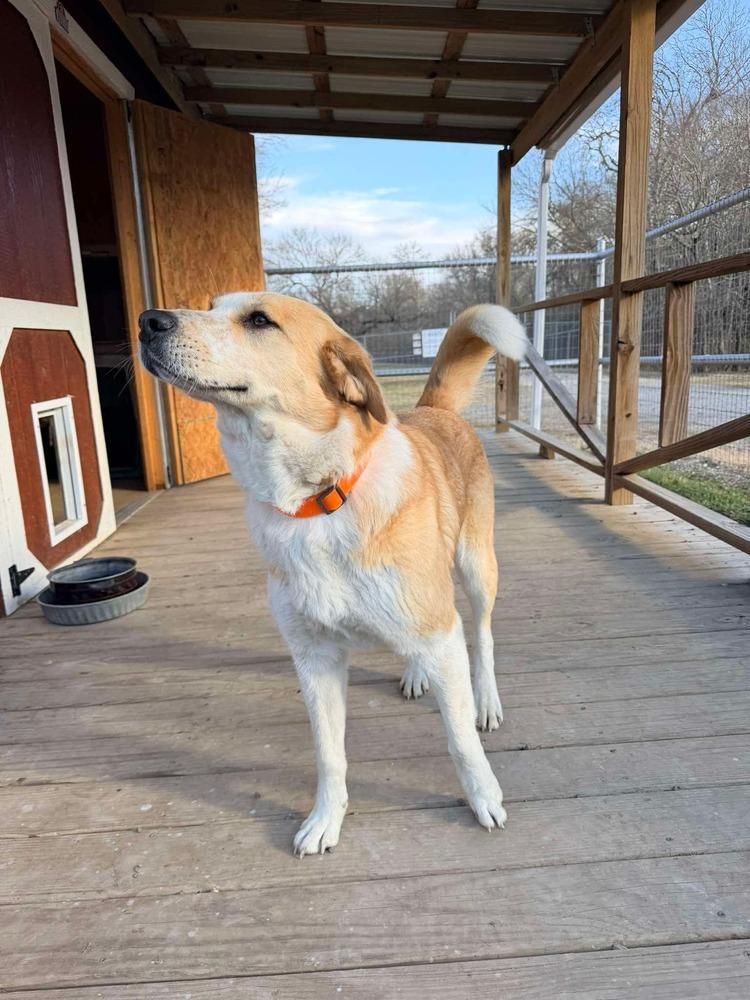 Enlarge Stella of Wortham, a Adoptable mixed breed in Denver, CO image 4/6