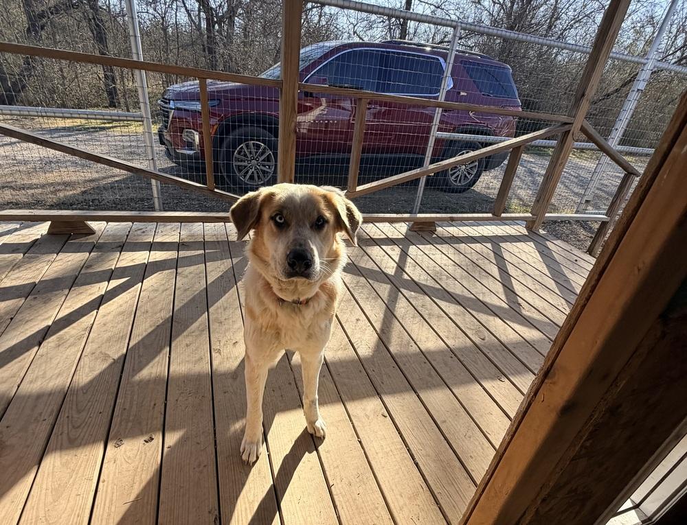 Enlarge Stella of Wortham, a Adoptable mixed breed in Denver, CO image 5/6