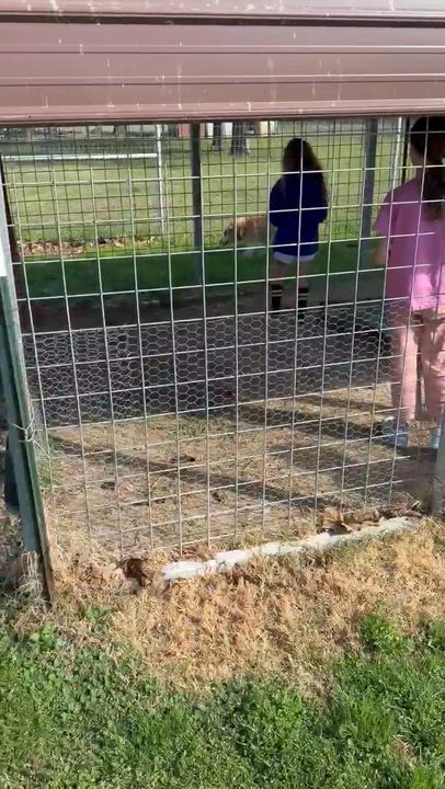 Enlarge Stella of Wortham, a Adoptable mixed breed in Denver, CO video 6/6