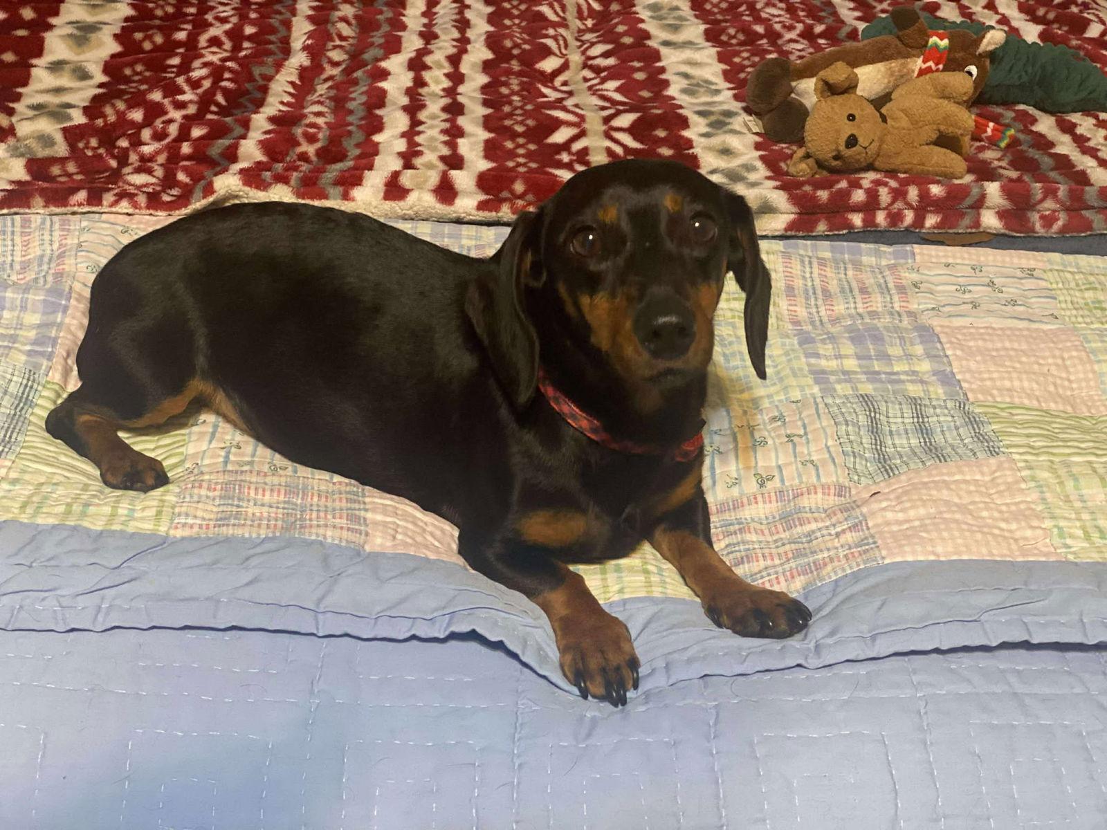 Enlarge Poppie, a Adoptable Dachshund in Gulfport, MS image 1/3