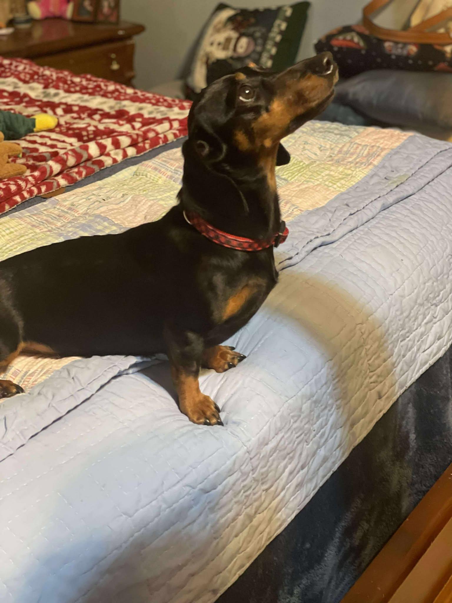 Enlarge Poppie, a Adoptable Dachshund in Gulfport, MS image 2/3