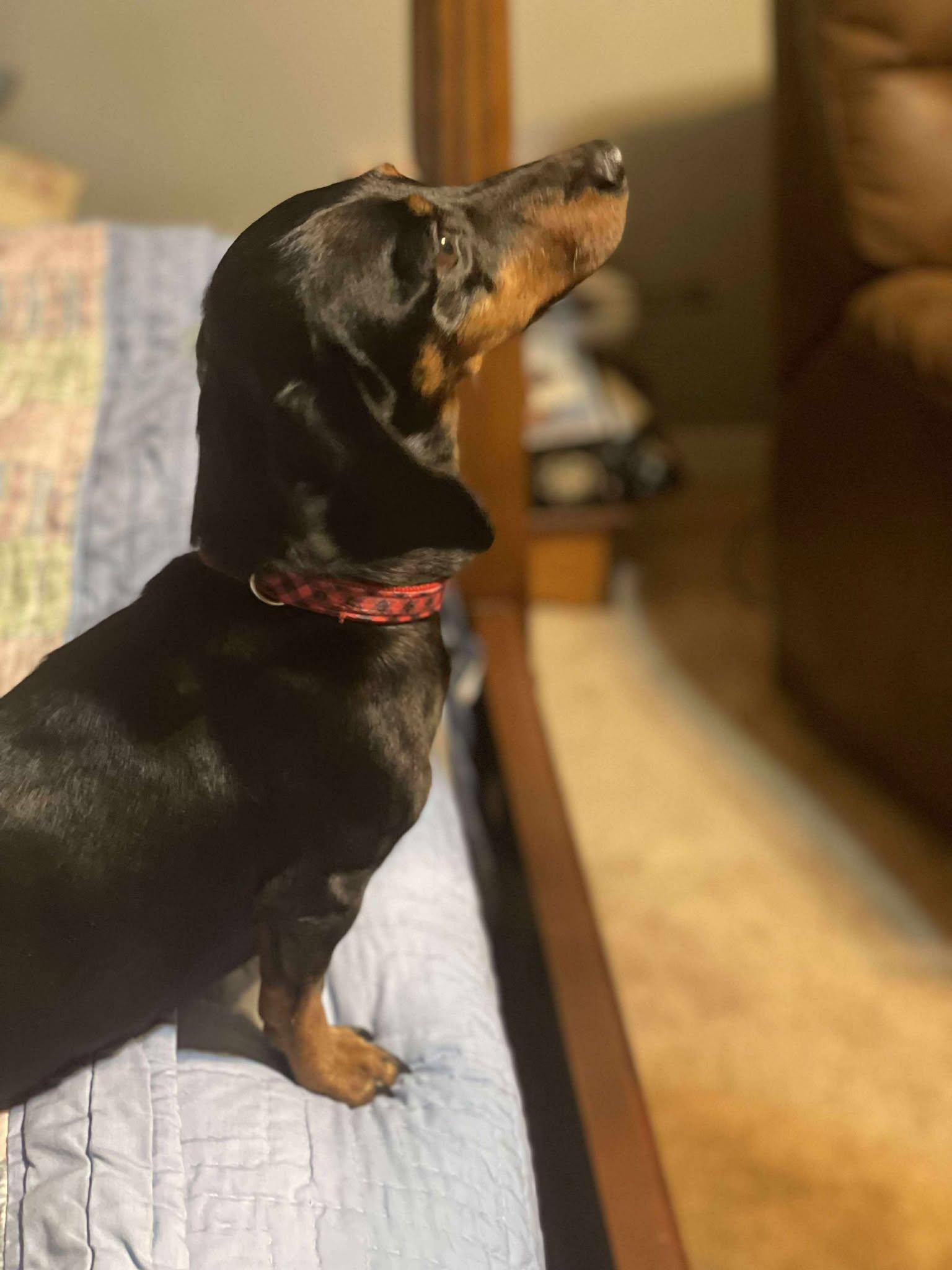 Enlarge Poppie, a Adoptable Dachshund in Gulfport, MS image 3/3