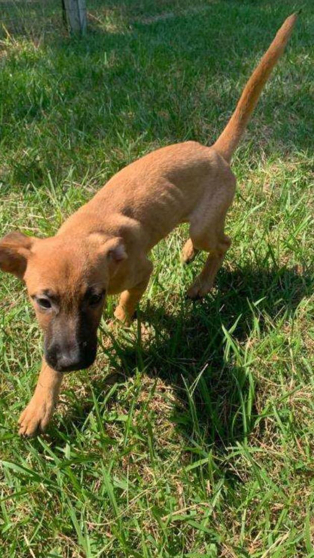 Kyle, Adoptable, Puppy Male Hound.