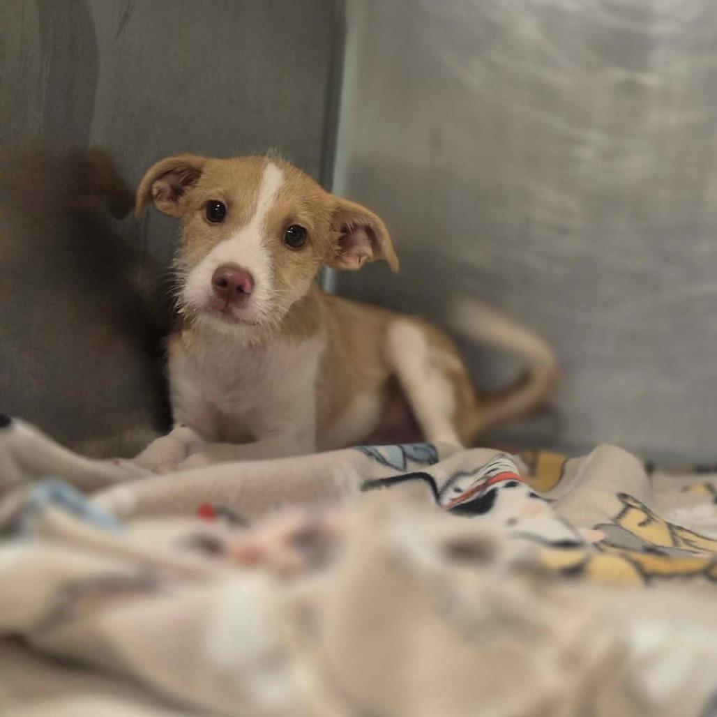 Scruff McRuff, Adoptable, Puppy Male Terrier & Mixed Breed.