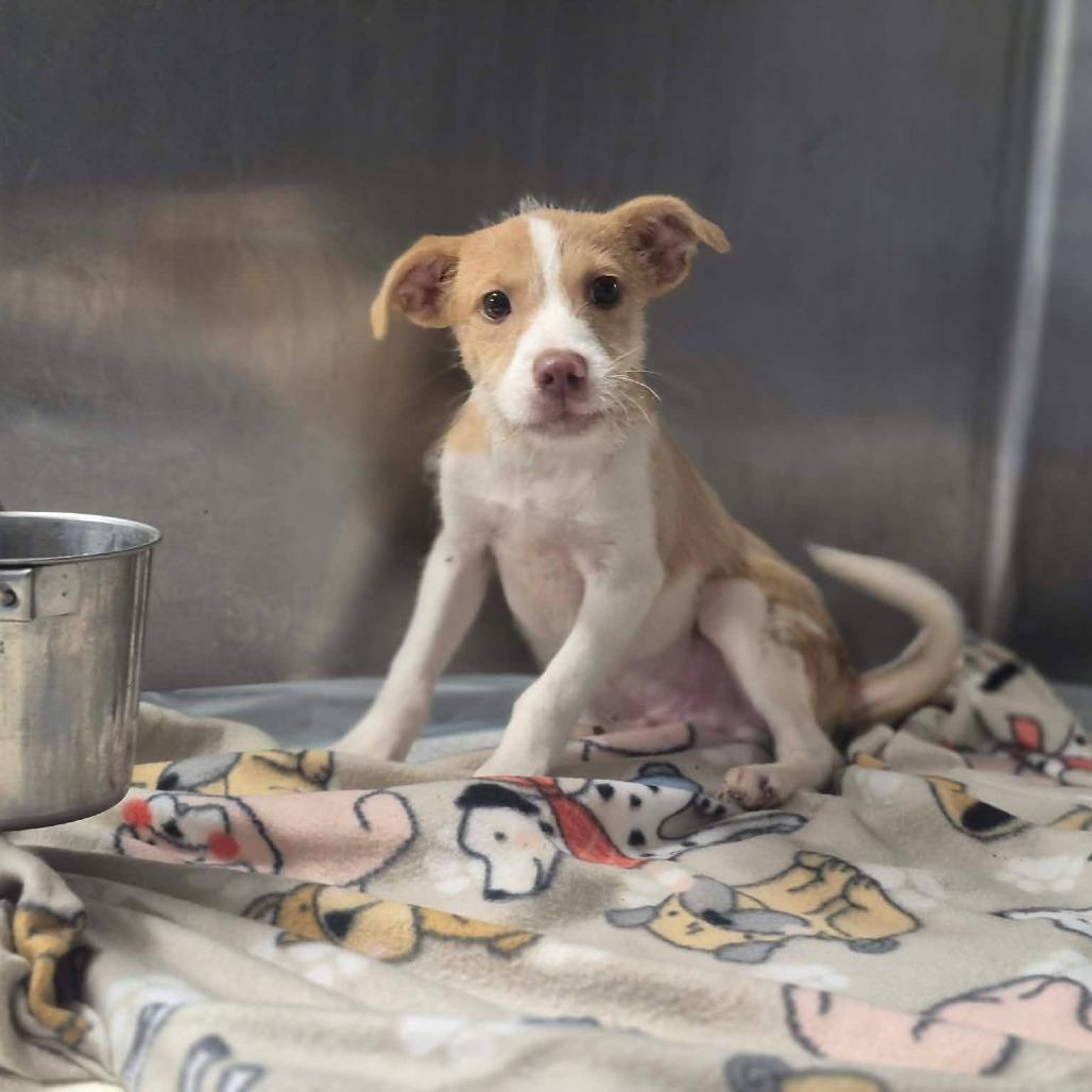 Enlarge Scruff McRuff, a Adoptable mixed breed in Dover, AR image 2/3