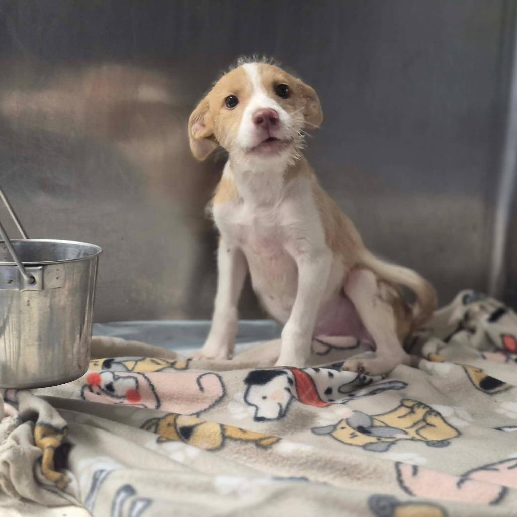 Enlarge Scruff McRuff, a Adoptable mixed breed in Dover, AR image 3/3