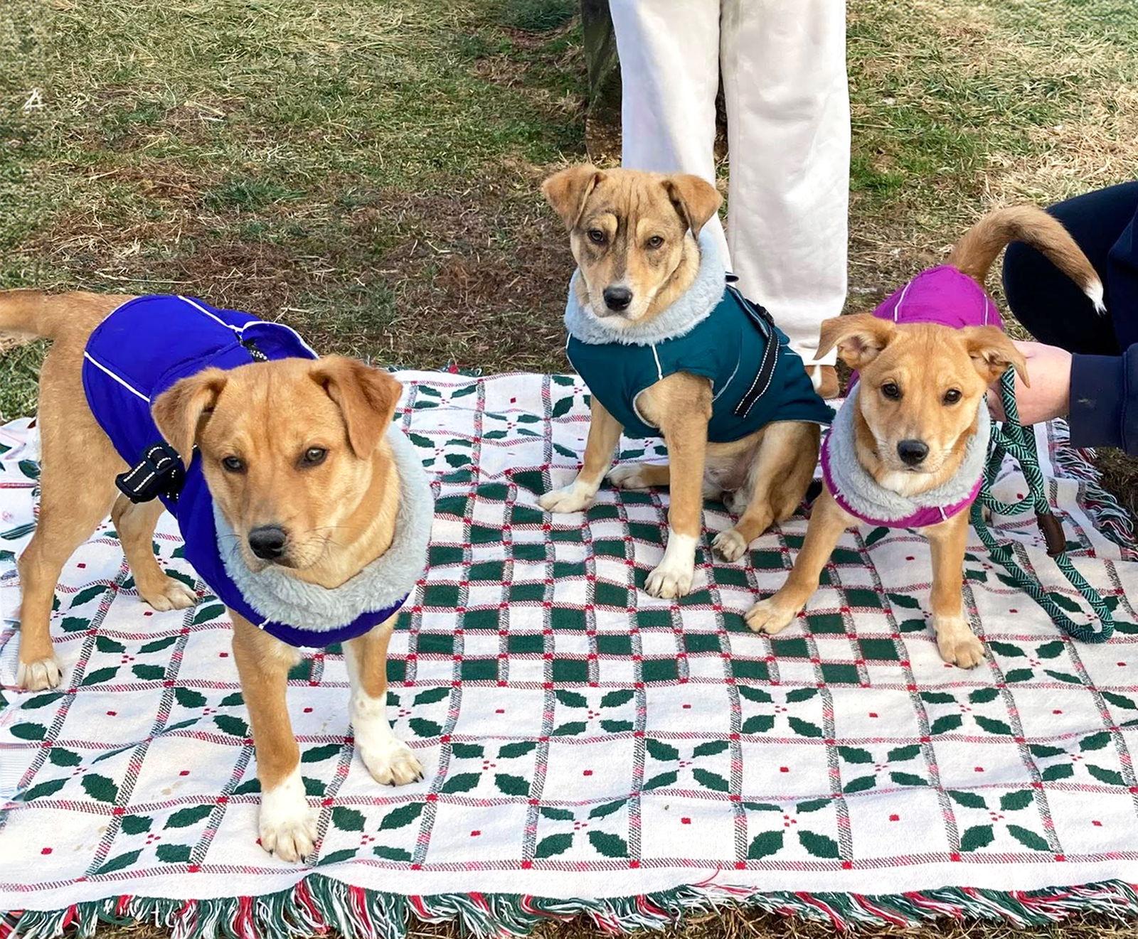 Comet, Adoptable, Young Male Labrador Retriever & Australian Cattle Dog / Blue Heeler.