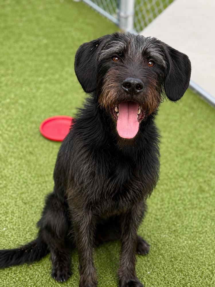 Fergus, Adoptable, Young Male Giant Schnauzer & Poodle.