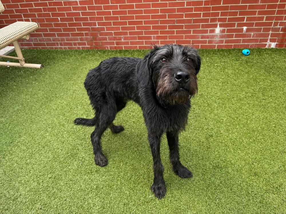 Fergus, a Adoptable mixed breed in Oakland, MI image 2/3