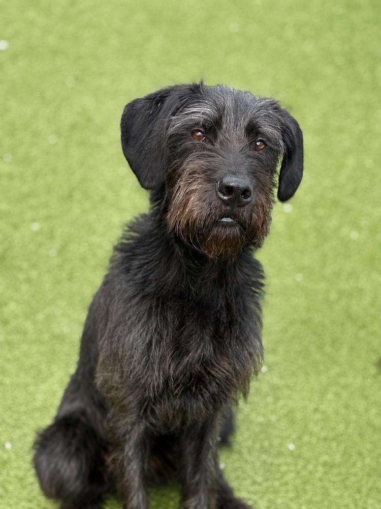 Fergus, a Adoptable mixed breed in Oakland, MI image 3/3