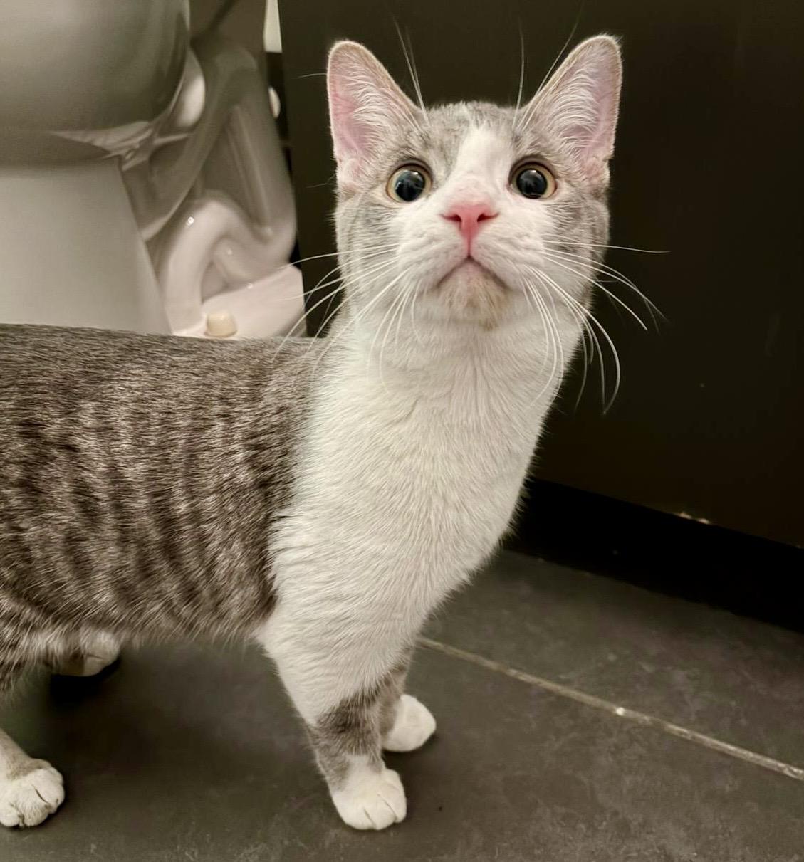 Cheddar, adopted, Kitten Male Tabby & Domestic Short Hair.