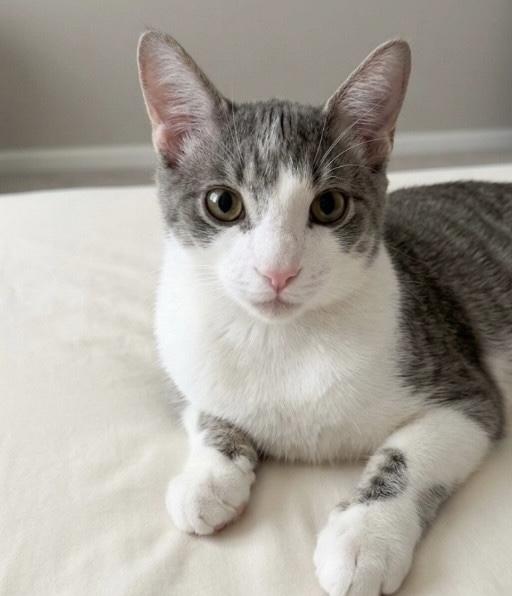 Enlarge Cheddar, an adopted mixed breed in Toronto, ON image 2/2