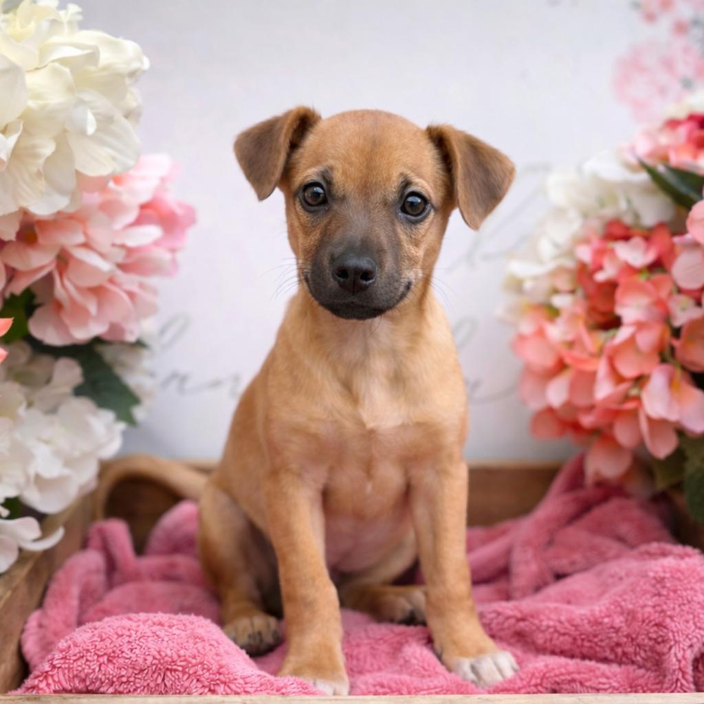 Mickey, Adoptable, Puppy Female Terrier.