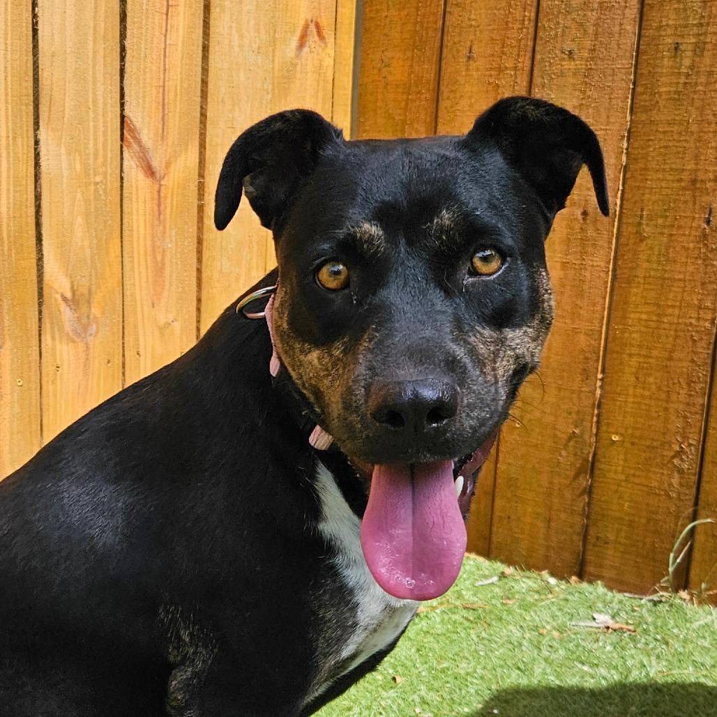 Ursula TW, Adoptable, Adult Female Catahoula Leopard Dog.