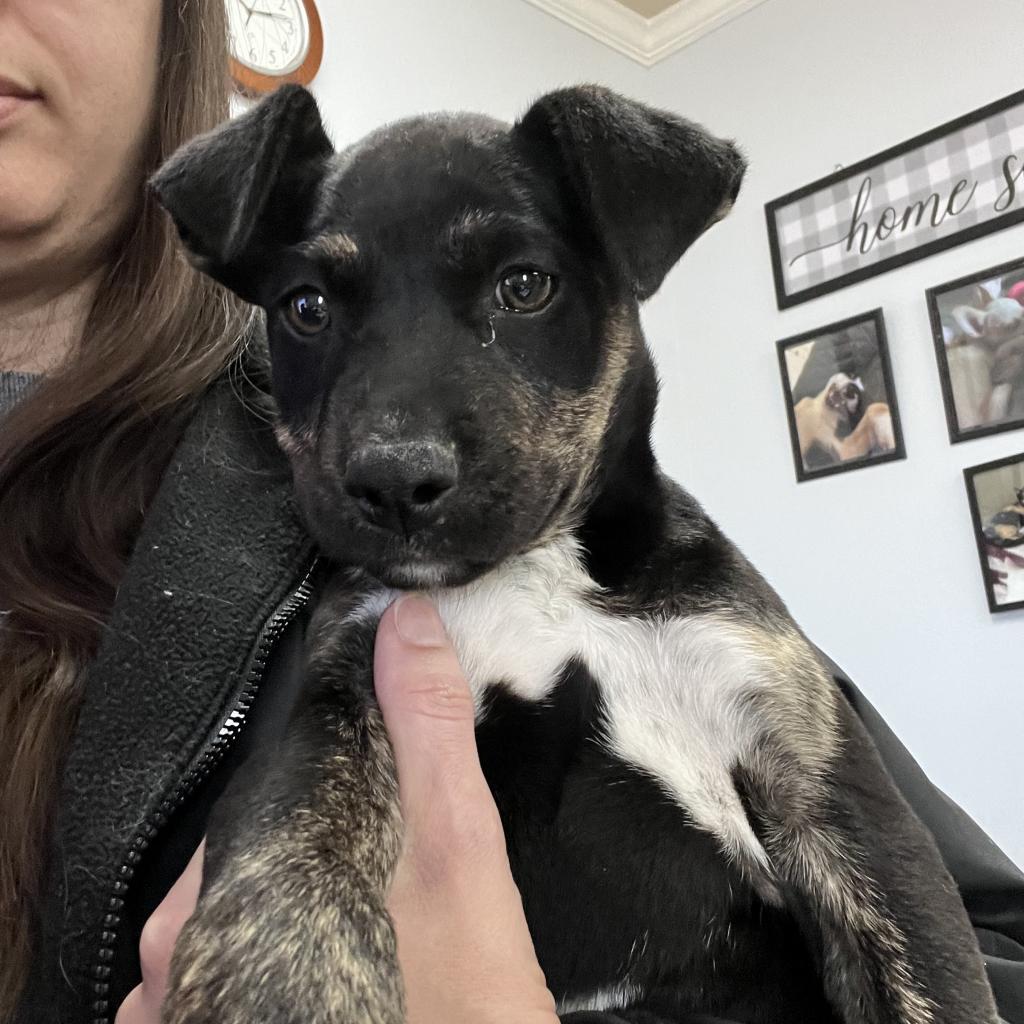 Ursula TW, Adoptable, Adult Female Catahoula Leopard Dog.