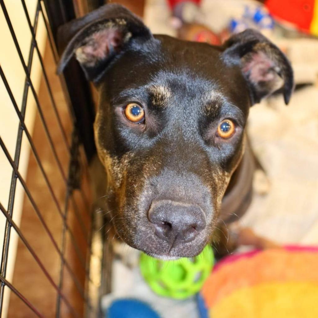 Enlarge Ursula TW, a Adoptable mixed breed in Austin, TX image 2/6