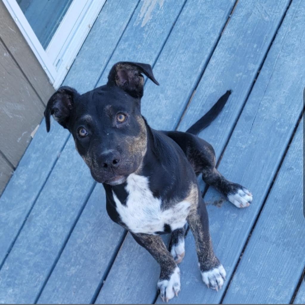 Enlarge Ursula TW, a Adoptable mixed breed in Austin, TX image 3/6