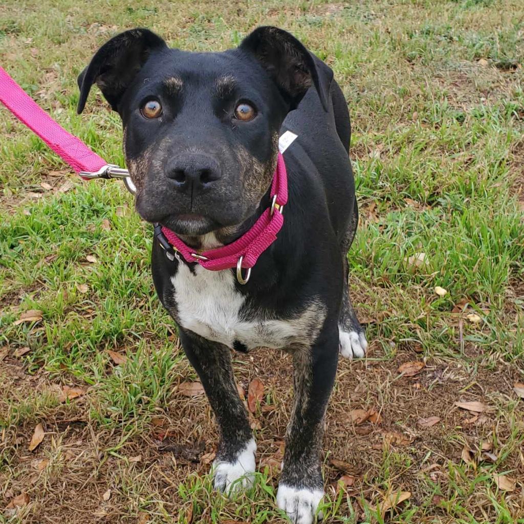 Enlarge Ursula TW, a Adoptable mixed breed in Austin, TX image 4/6