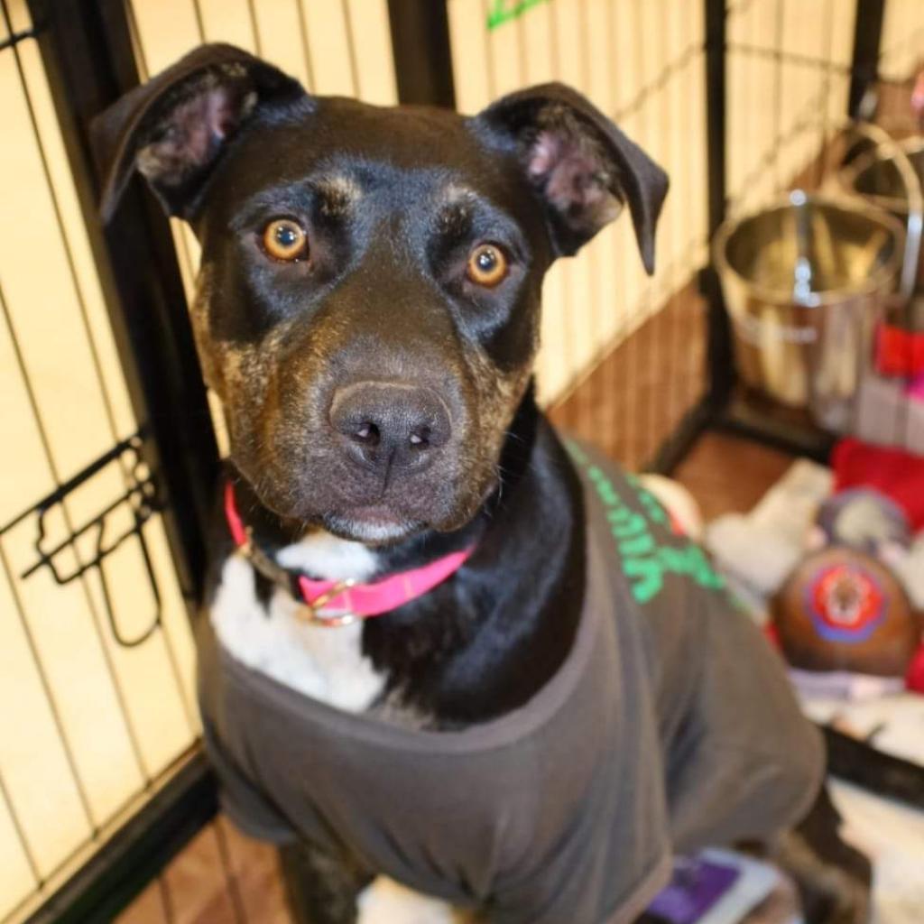 Enlarge Ursula TW, a Adoptable mixed breed in Austin, TX image 6/6