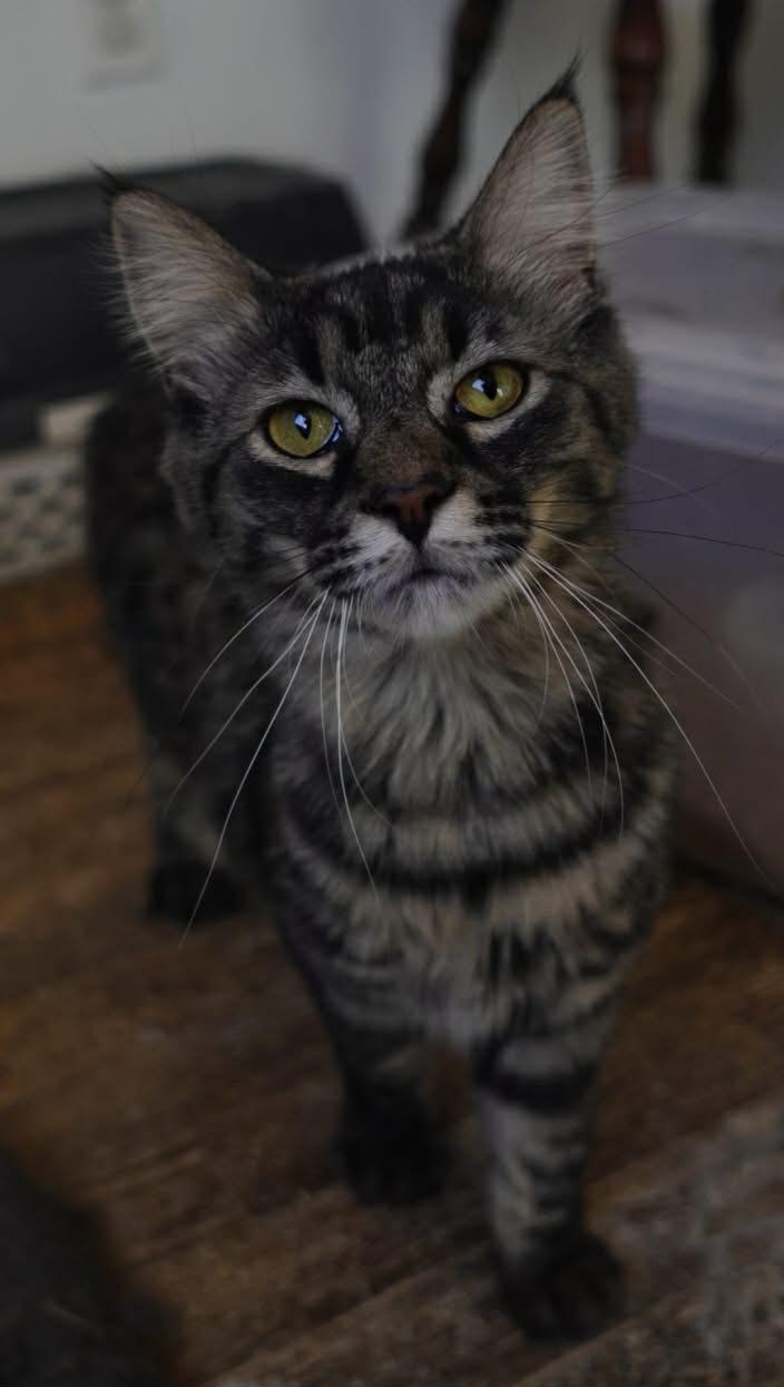 Nefeli, ADOPTABLE, Kitten Female Domestic Long Hair.