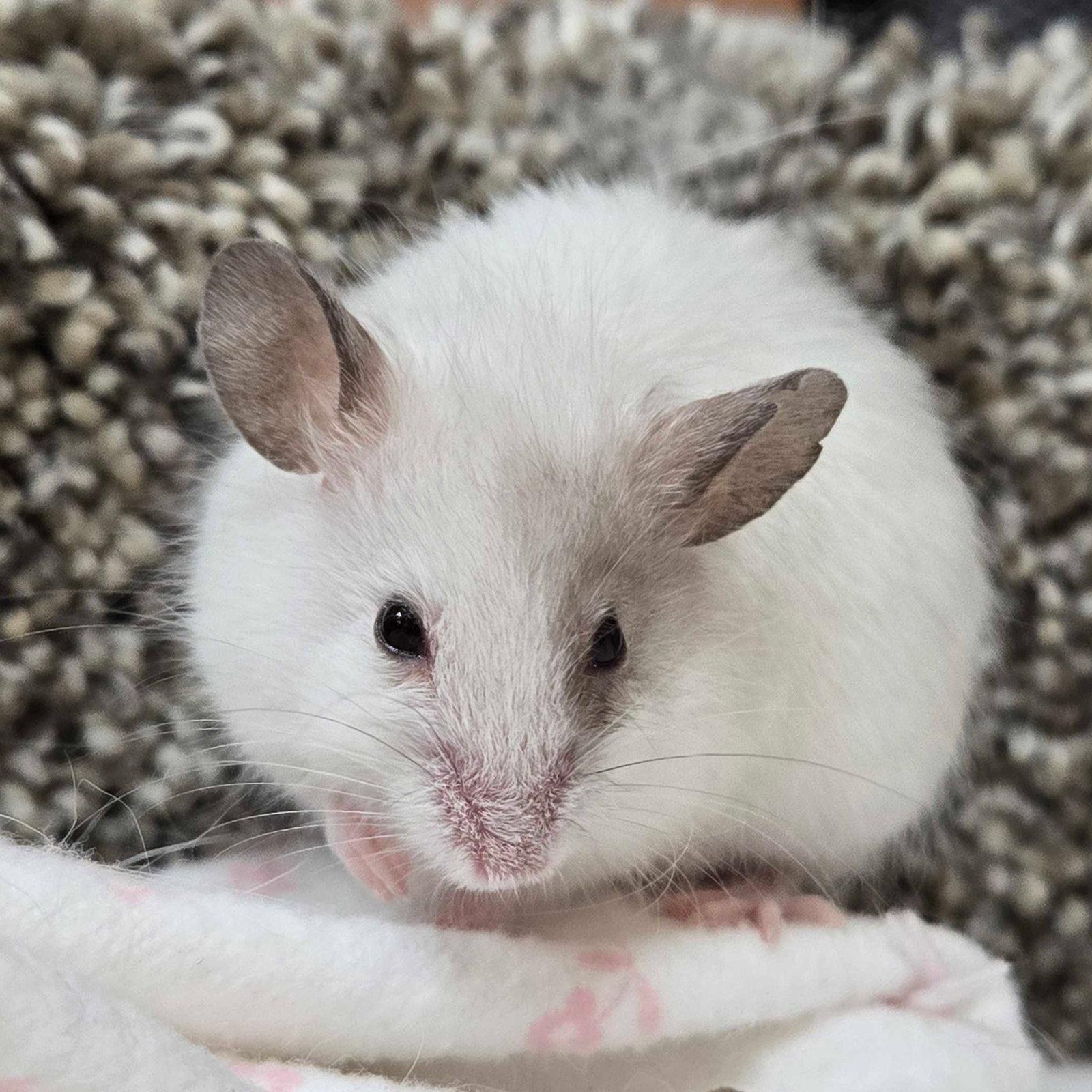 Cheese, Adoptable, Adult Female Mouse.
