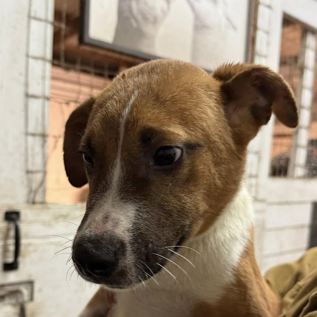 Jack Daniel's, Adoptable, Puppy Male Mixed Breed.