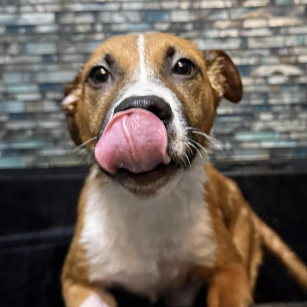 Enlarge Jack Daniel's, a Adoptable Mixed Breed in Allyn, WA image 2/6