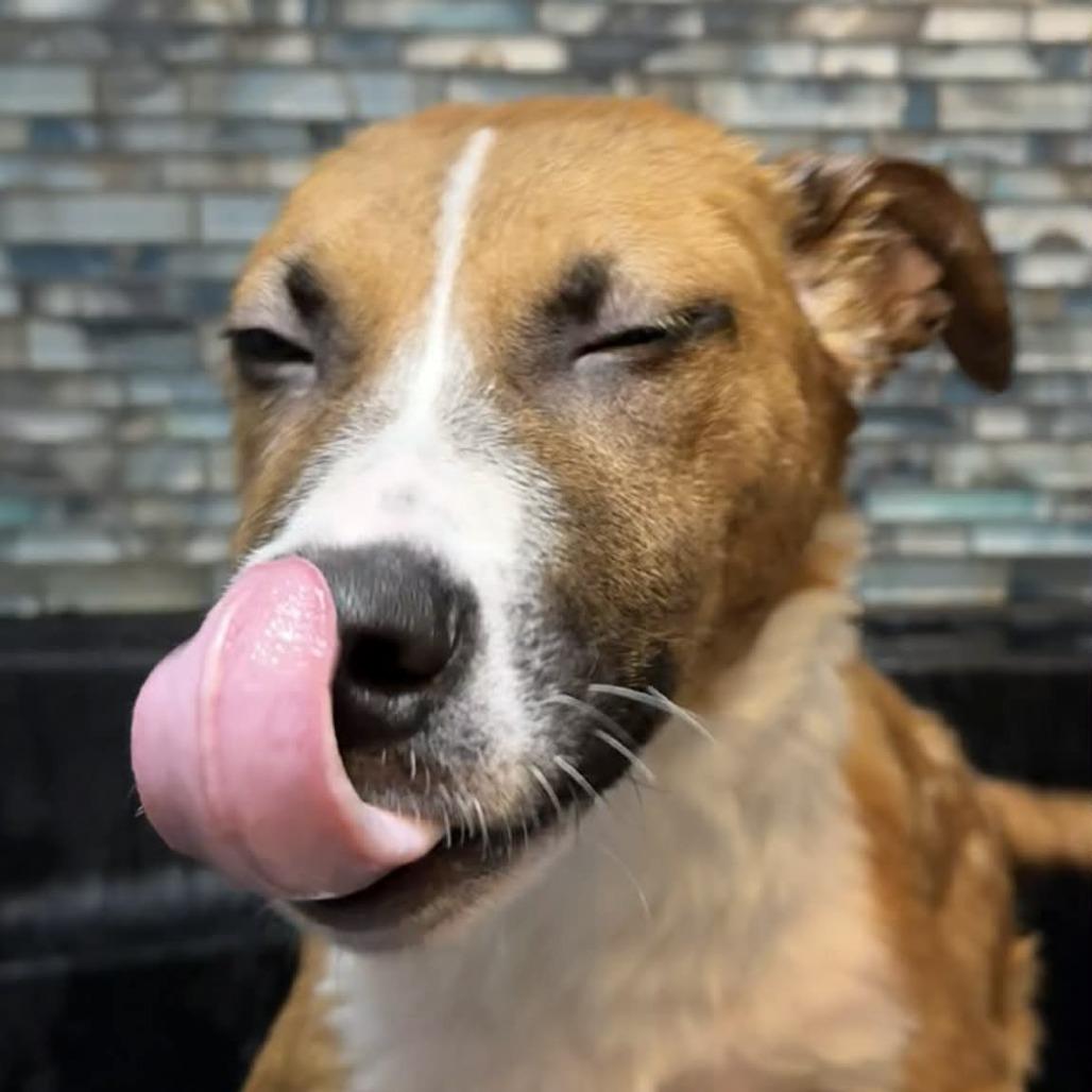 Enlarge Jack Daniel's, a Adoptable Mixed Breed in Allyn, WA image 3/6