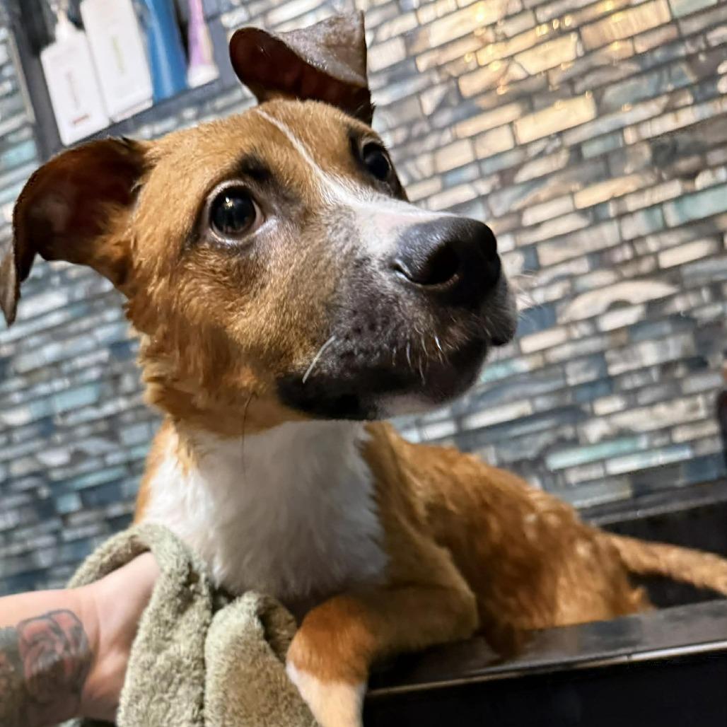 Enlarge Jack Daniel's, a Adoptable Mixed Breed in Allyn, WA image 4/6