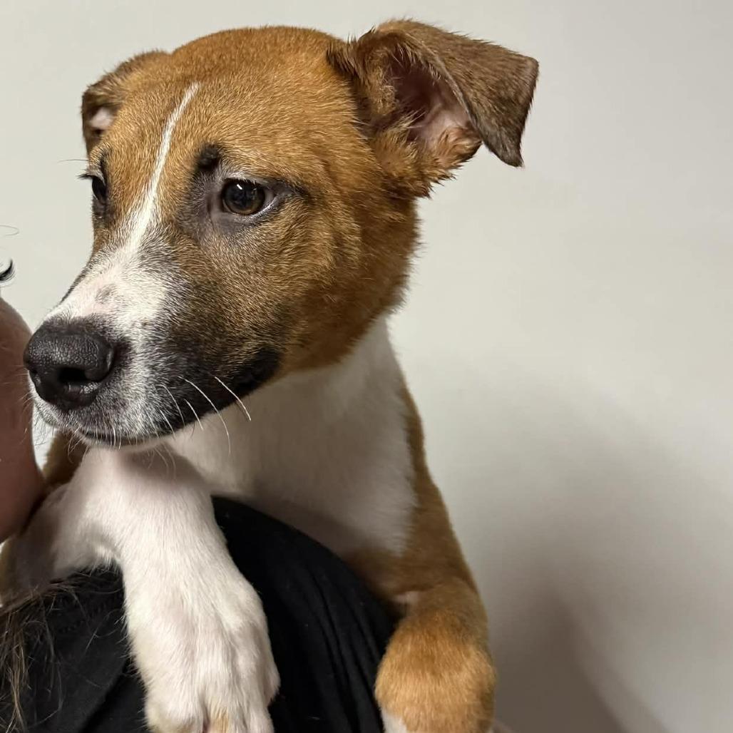 Enlarge Jack Daniel's, a Adoptable Mixed Breed in Allyn, WA image 5/6