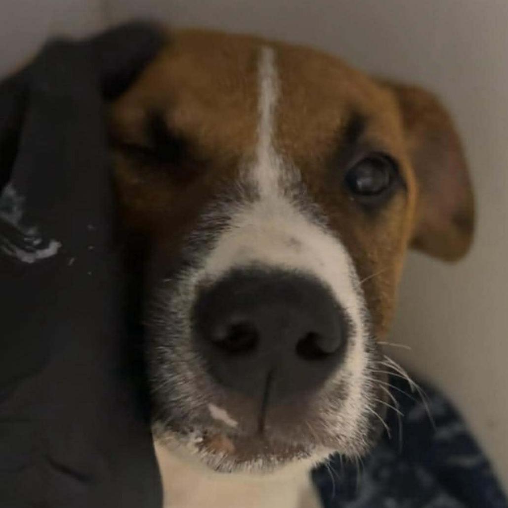 Enlarge Jack Daniel's, a Adoptable Mixed Breed in Allyn, WA image 6/6