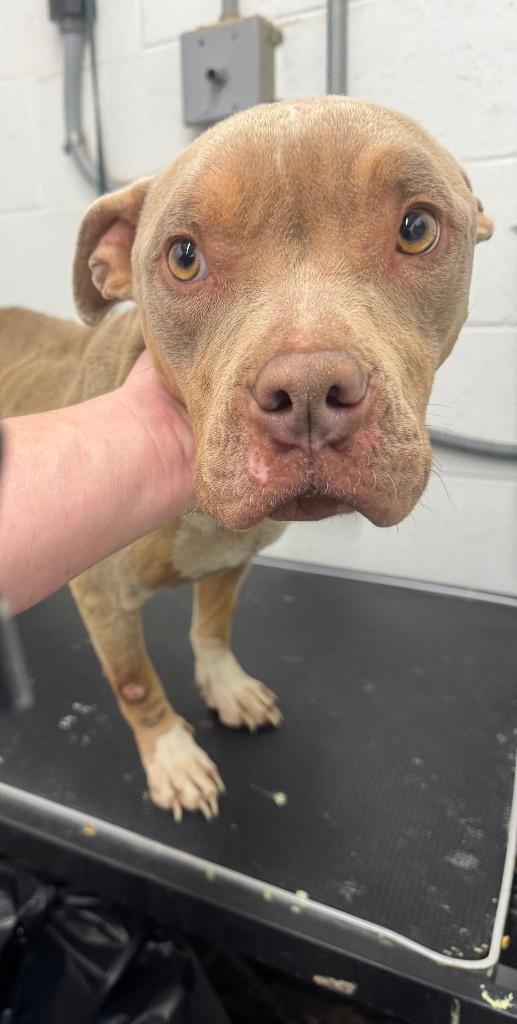 Maggie-Adoptable, a Adoptable mixed breed in Chickamauga , GA image 1/2