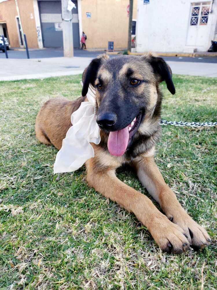 Matilda (CP), Adoptable, Puppy Female Mixed Breed.