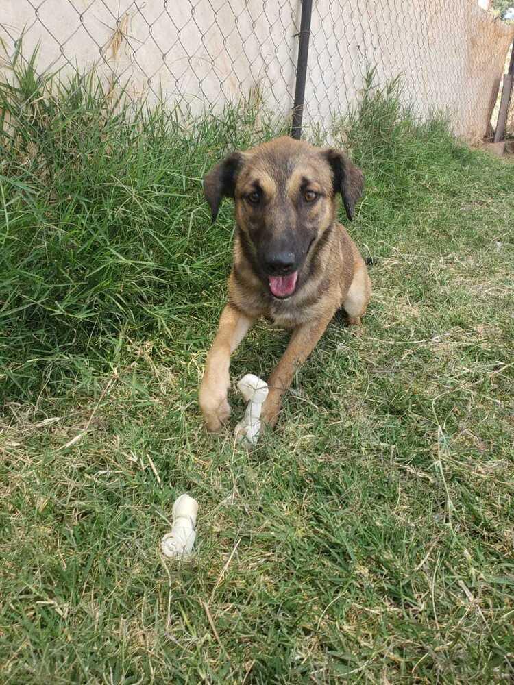 Enlarge Matilda (CP), a Adoptable mixed breed in San Diego, CA image 3/6