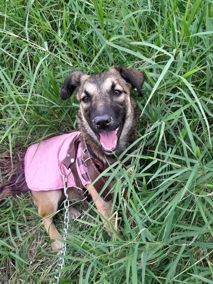 Enlarge Matilda (CP), a Adoptable mixed breed in San Diego, CA image 4/6