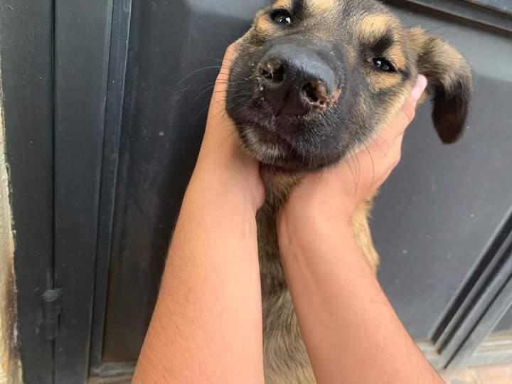 Enlarge Matilda (CP), a Adoptable mixed breed in San Diego, CA image 6/6