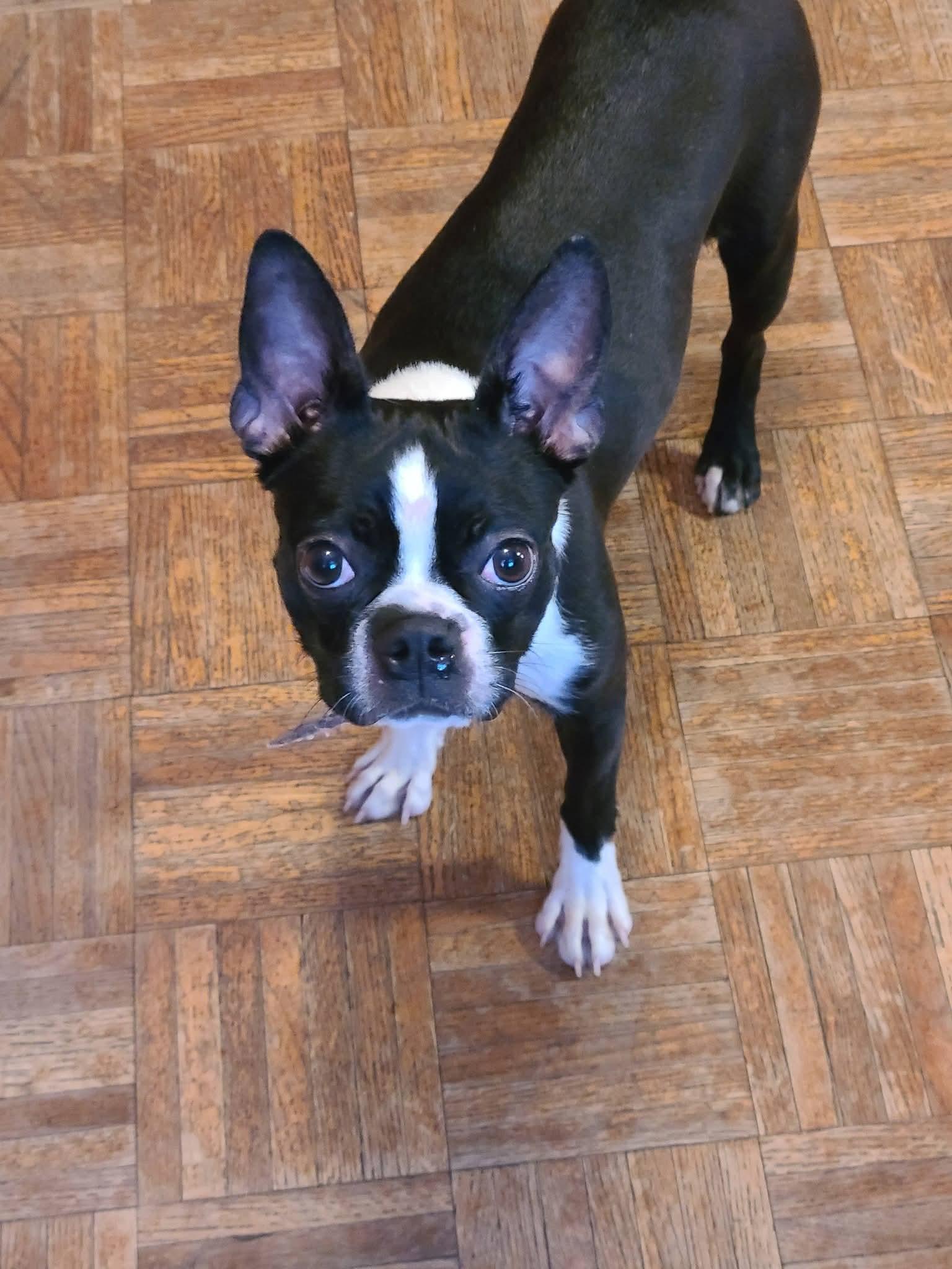 Enlarge Arwen in MN, an adoptable Boston Terrier in Minneapolis, MN image 5/6