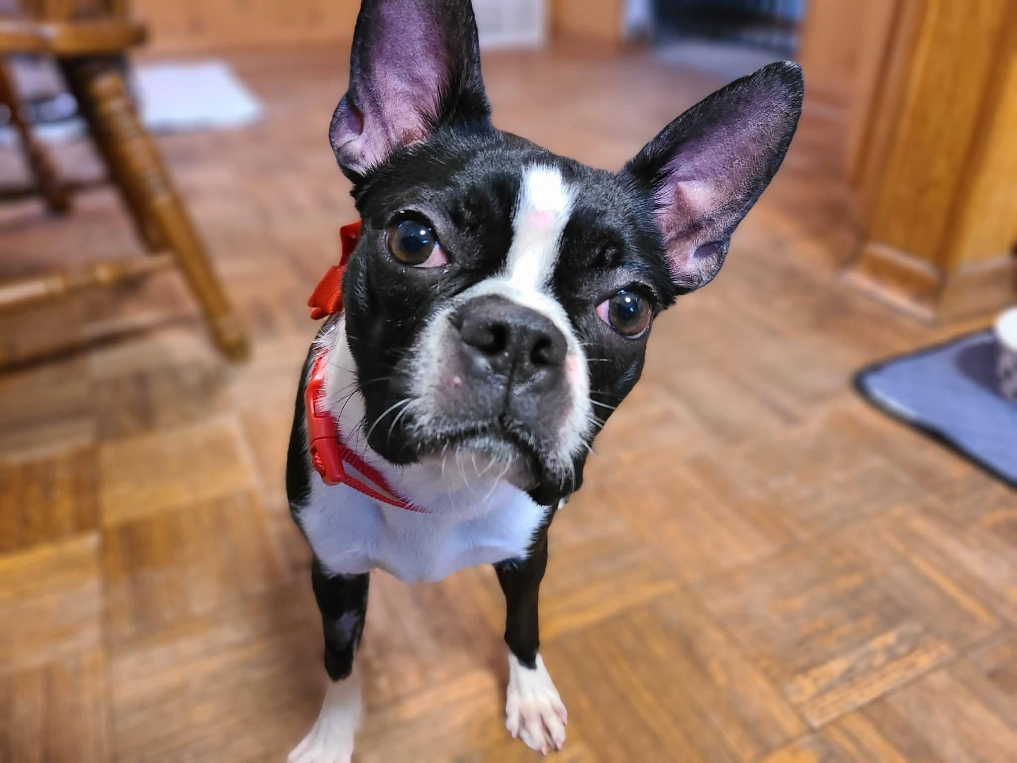 Enlarge Arwen in MN, an adoptable Boston Terrier in Minneapolis, MN image 2/6