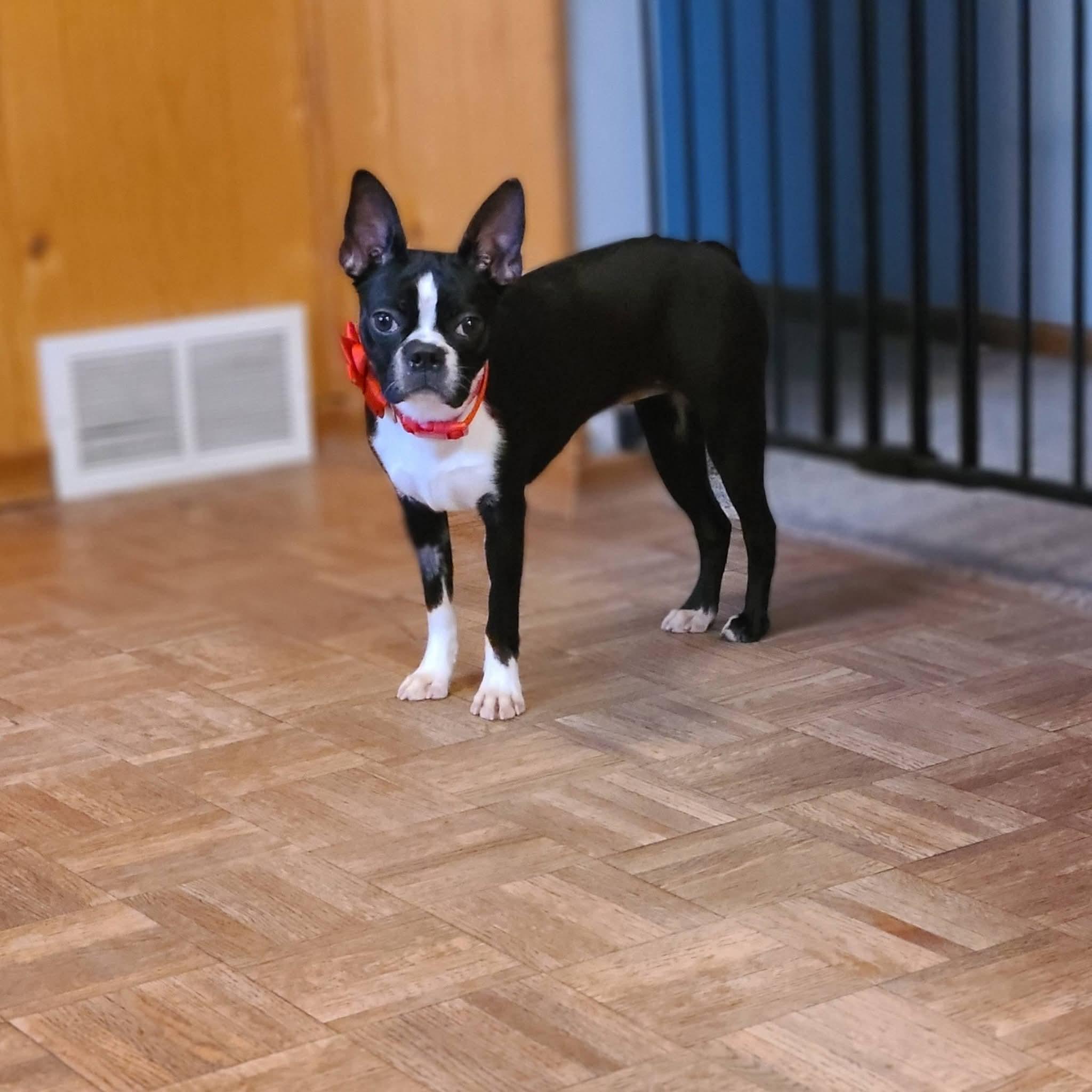 Enlarge Arwen in MN, an adoptable Boston Terrier in Minneapolis, MN image 6/6